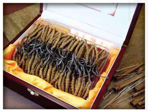 垣曲冬虫夏草回收